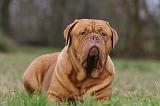 DOGUE DE BORDEAUX 165